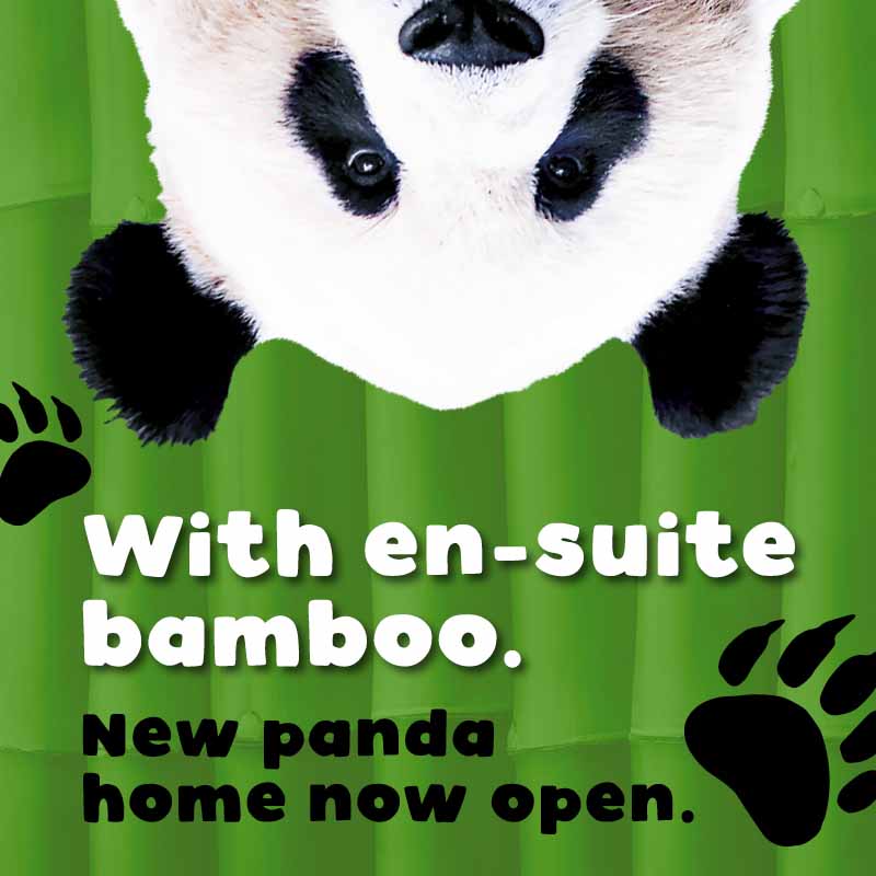 RZSS Edinburgh Zoo - Panda Enclosure