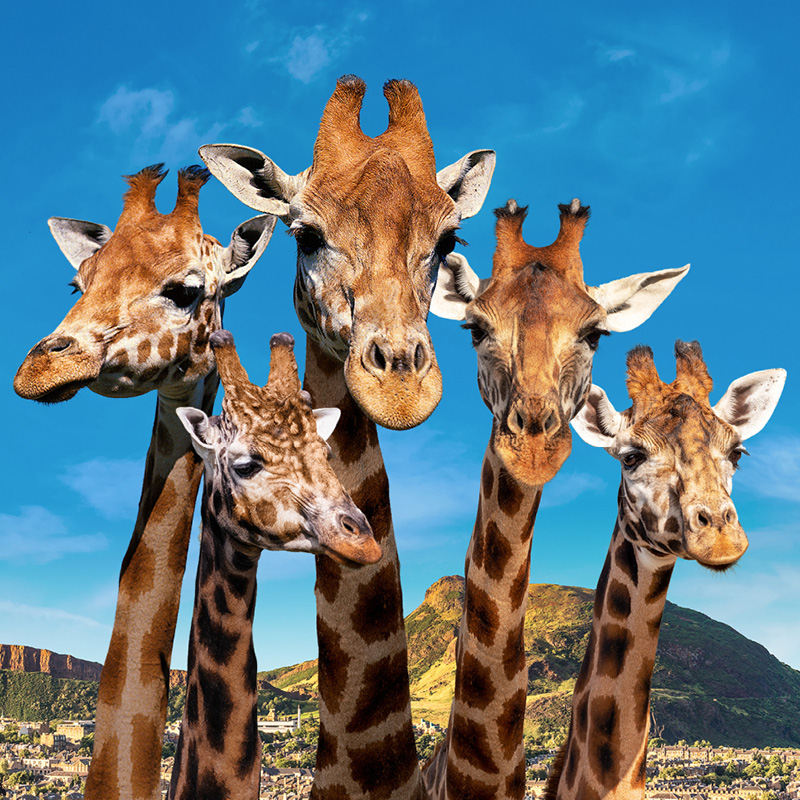 RZSS Edinburgh Zoo - Giraffes Campaign